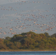 The unique Vjosa–Narta Protected Landscape is one step away from being transformed into an urbanized area!