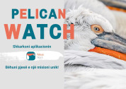 PelicanWatch App Launched