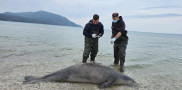 Alarm for a Rare Species: Mediterranean Monk Seal Found Dead in Albania